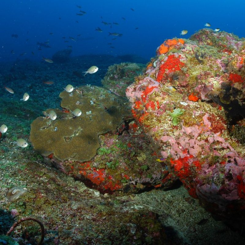 Deepwater habitat at Bright Bank with many species of fish, coral, and sponges. Photo credit NOAA.